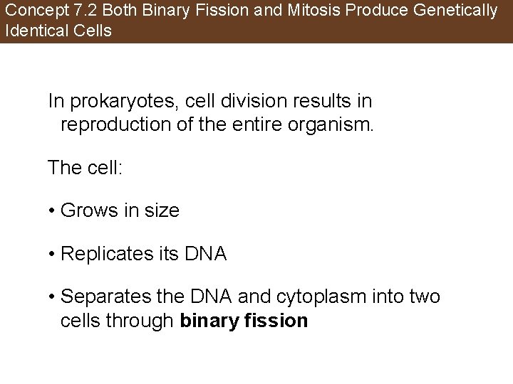 Concept 7. 2 Both Binary Fission and Mitosis Produce Genetically Identical Cells In prokaryotes,