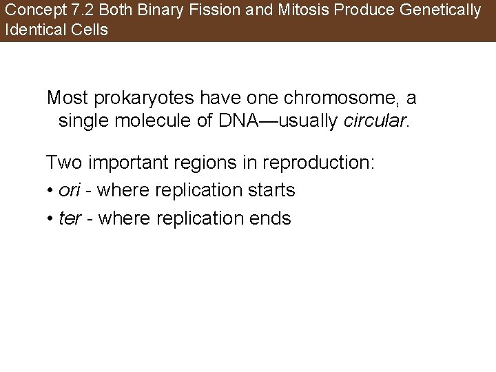 Concept 7. 2 Both Binary Fission and Mitosis Produce Genetically Identical Cells Most prokaryotes