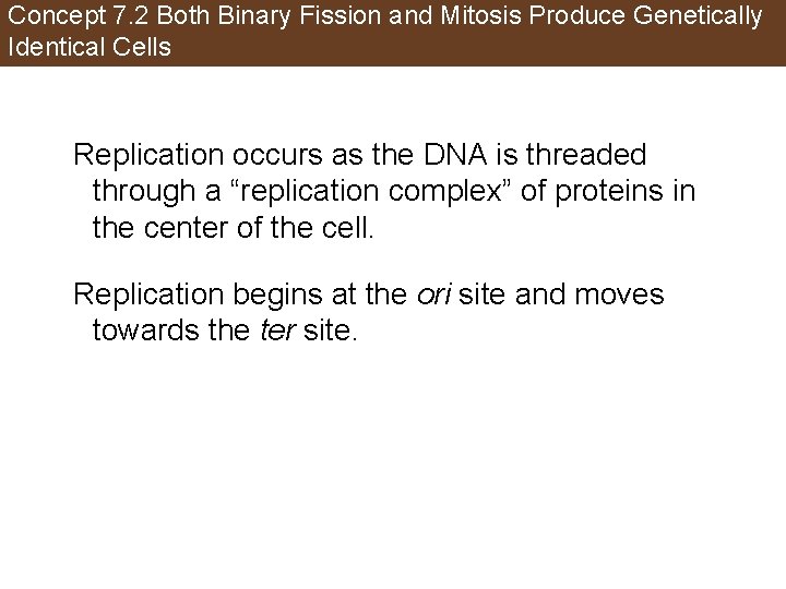 Concept 7. 2 Both Binary Fission and Mitosis Produce Genetically Identical Cells Replication occurs