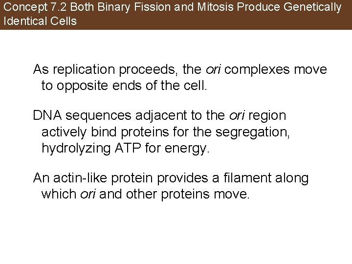 Concept 7. 2 Both Binary Fission and Mitosis Produce Genetically Identical Cells As replication