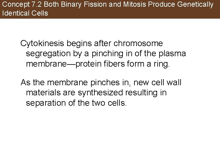 Concept 7. 2 Both Binary Fission and Mitosis Produce Genetically Identical Cells Cytokinesis begins