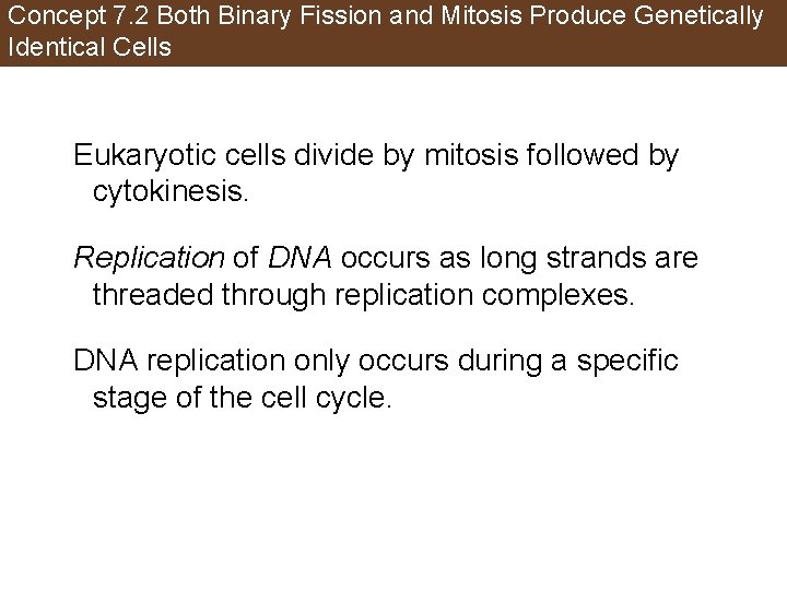 Concept 7. 2 Both Binary Fission and Mitosis Produce Genetically Identical Cells Eukaryotic cells