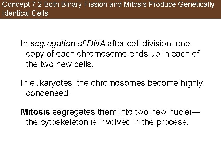 Concept 7. 2 Both Binary Fission and Mitosis Produce Genetically Identical Cells In segregation
