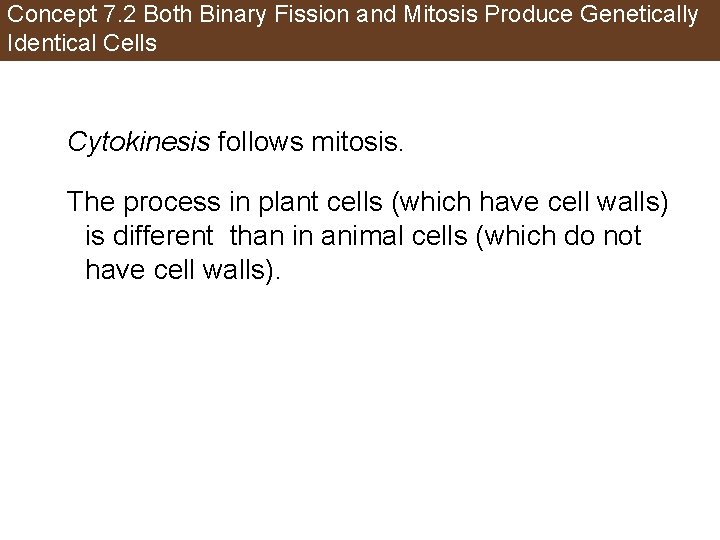 Concept 7. 2 Both Binary Fission and Mitosis Produce Genetically Identical Cells Cytokinesis follows