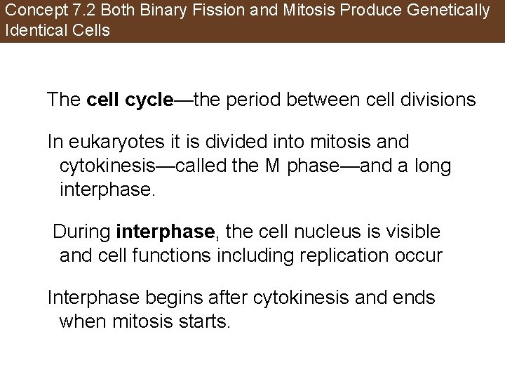 Concept 7. 2 Both Binary Fission and Mitosis Produce Genetically Identical Cells The cell