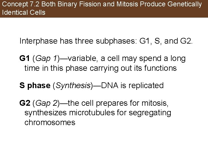 Concept 7. 2 Both Binary Fission and Mitosis Produce Genetically Identical Cells Interphase has