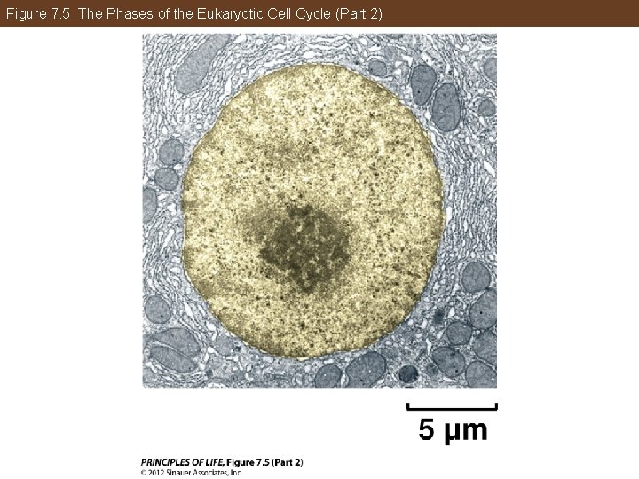 Figure 7. 5 The Phases of the Eukaryotic Cell Cycle (Part 2) 