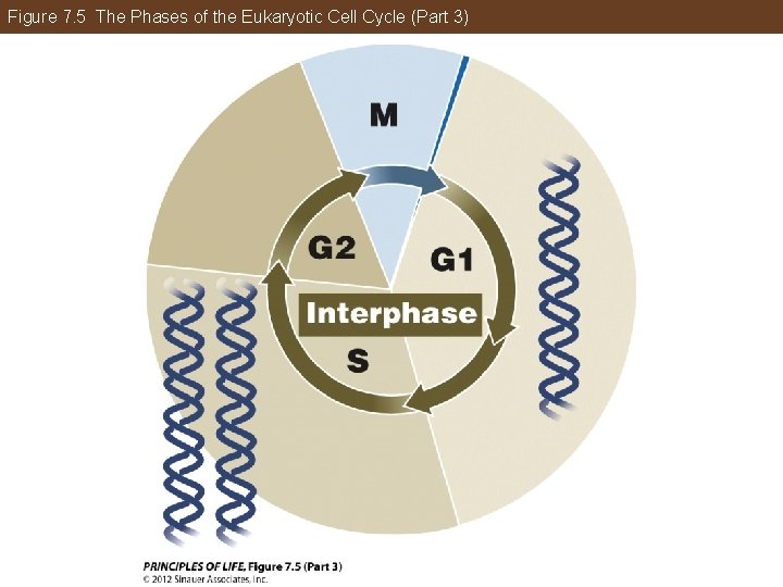 Figure 7. 5 The Phases of the Eukaryotic Cell Cycle (Part 3) 