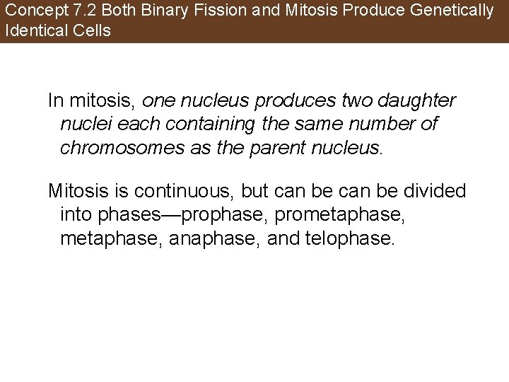 Concept 7. 2 Both Binary Fission and Mitosis Produce Genetically Identical Cells In mitosis,