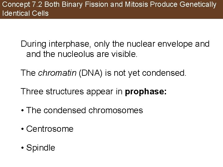 Concept 7. 2 Both Binary Fission and Mitosis Produce Genetically Identical Cells During interphase,