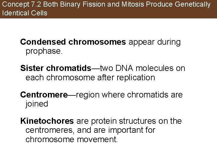 Concept 7. 2 Both Binary Fission and Mitosis Produce Genetically Identical Cells Condensed chromosomes