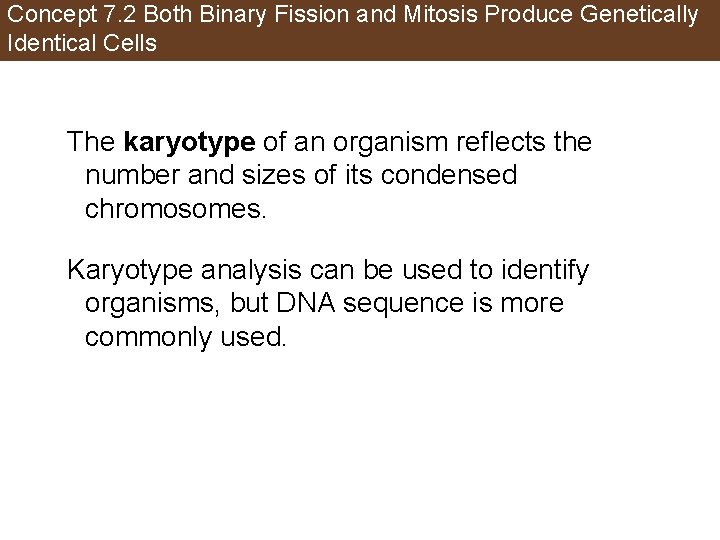 Concept 7. 2 Both Binary Fission and Mitosis Produce Genetically Identical Cells The karyotype