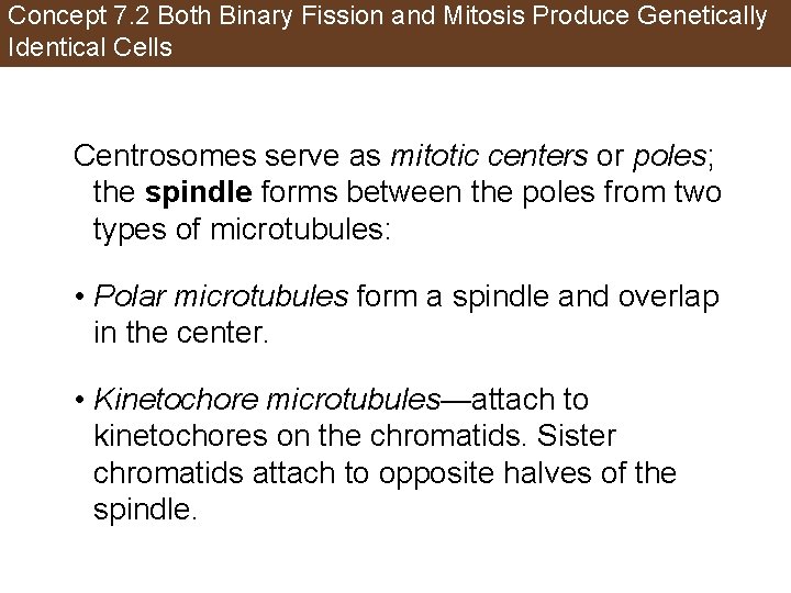 Concept 7. 2 Both Binary Fission and Mitosis Produce Genetically Identical Cells Centrosomes serve