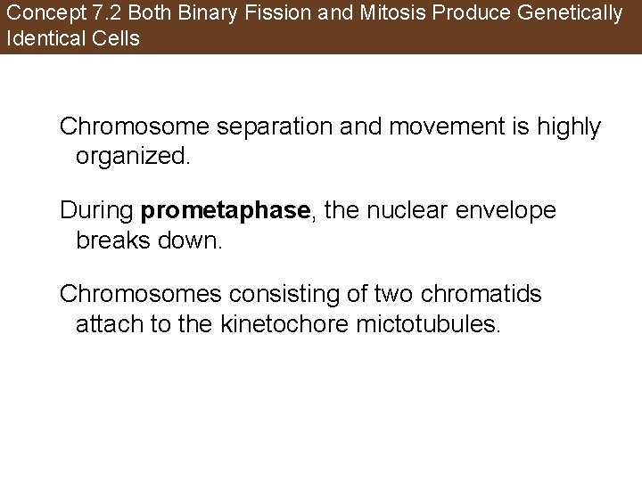 Concept 7. 2 Both Binary Fission and Mitosis Produce Genetically Identical Cells Chromosome separation