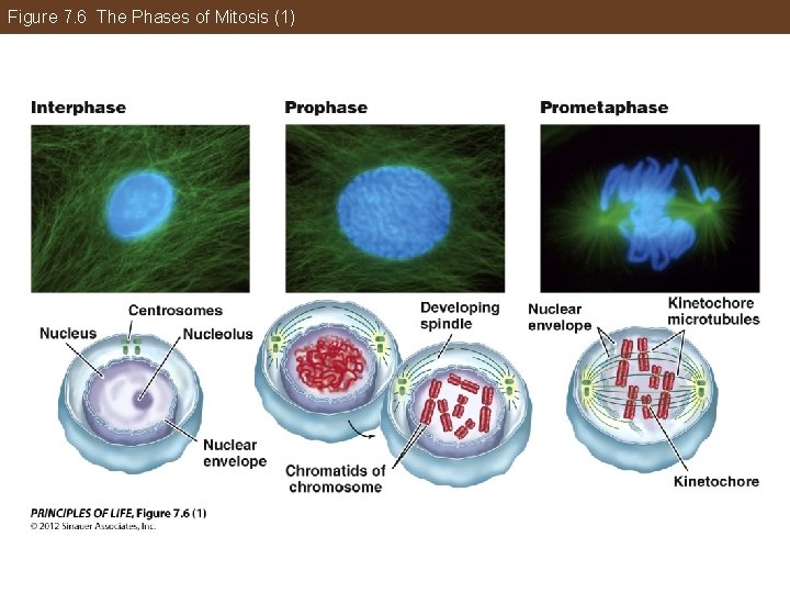 Figure 7. 6 The Phases of Mitosis (1) 