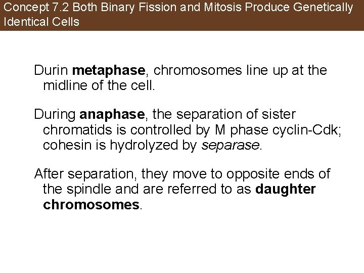 Concept 7. 2 Both Binary Fission and Mitosis Produce Genetically Identical Cells Durin metaphase,