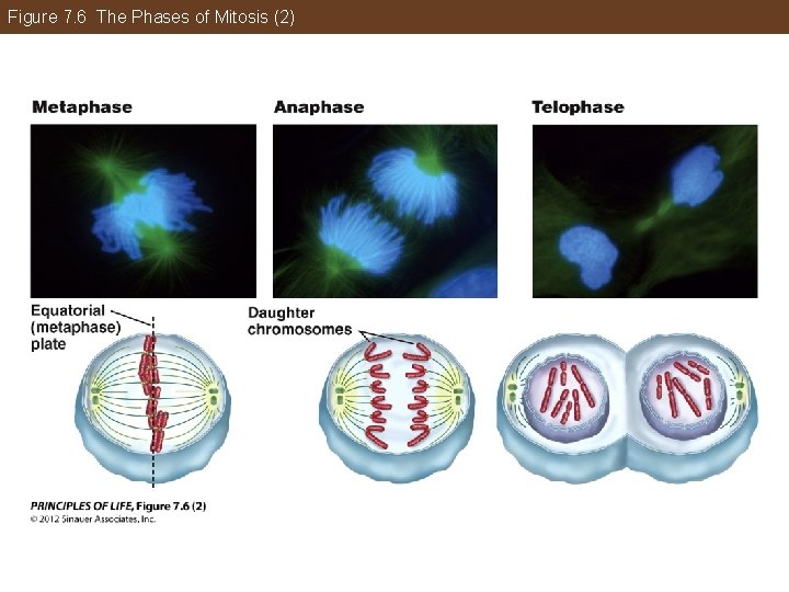 Figure 7. 6 The Phases of Mitosis (2) 