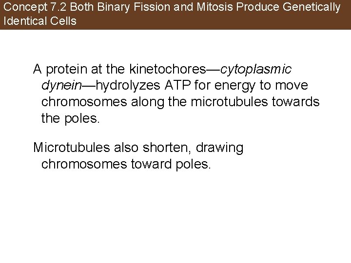 Concept 7. 2 Both Binary Fission and Mitosis Produce Genetically Identical Cells A protein