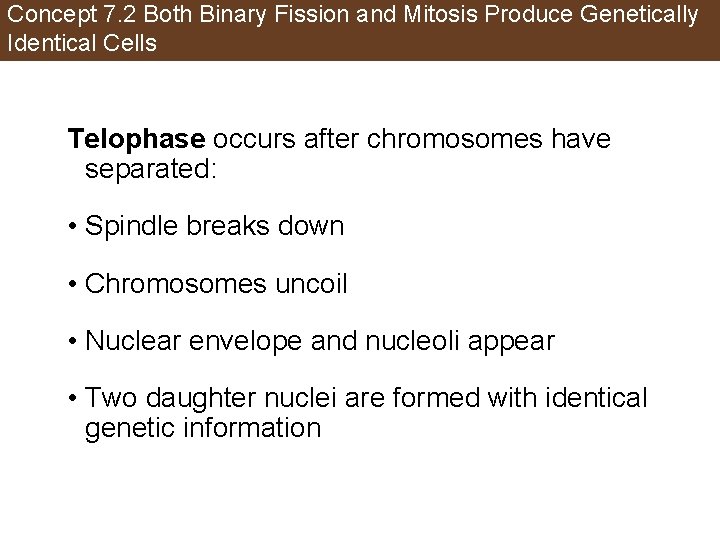 Concept 7. 2 Both Binary Fission and Mitosis Produce Genetically Identical Cells Telophase occurs