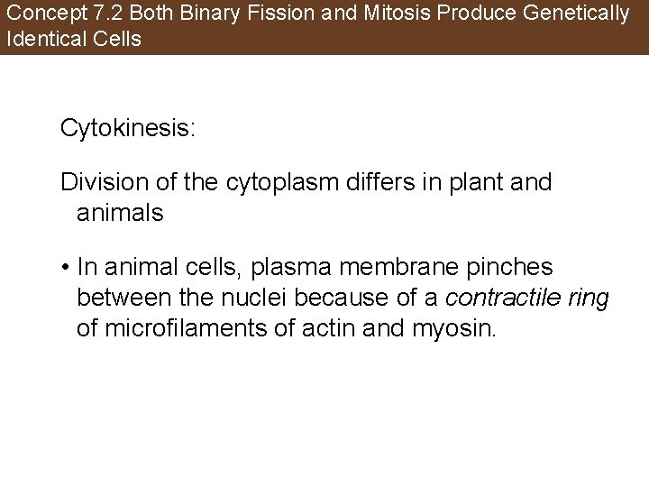 Concept 7. 2 Both Binary Fission and Mitosis Produce Genetically Identical Cells Cytokinesis: Division