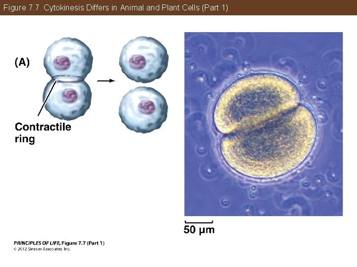 Figure 7. 7 Cytokinesis Differs in Animal and Plant Cells (Part 1) 