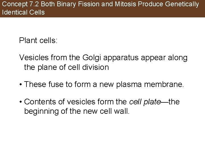 Concept 7. 2 Both Binary Fission and Mitosis Produce Genetically Identical Cells Plant cells: