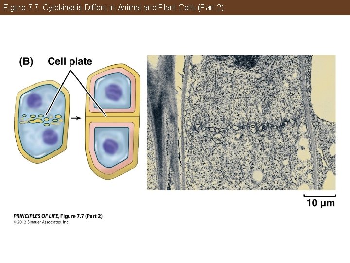 Figure 7. 7 Cytokinesis Differs in Animal and Plant Cells (Part 2) 