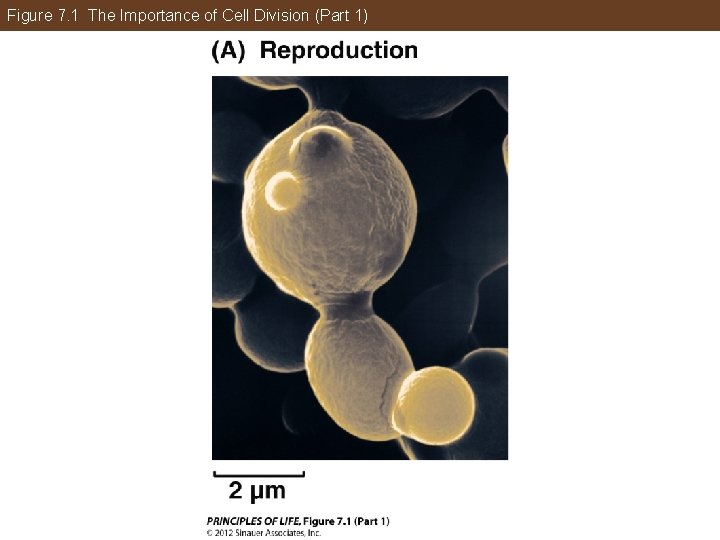 Figure 7. 1 The Importance of Cell Division (Part 1) 