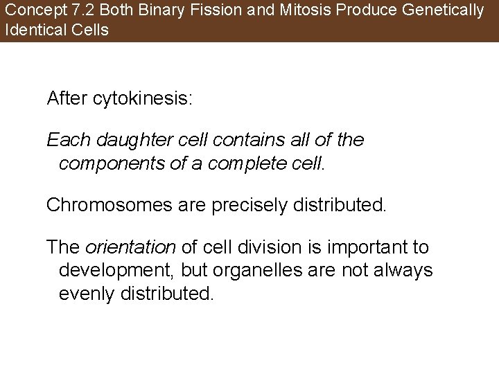 Concept 7. 2 Both Binary Fission and Mitosis Produce Genetically Identical Cells After cytokinesis: