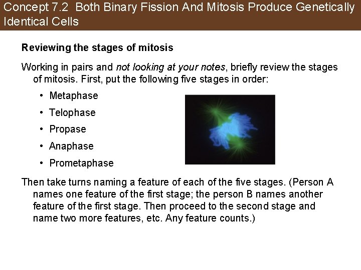 Concept 7. 2 Both Binary Fission And Mitosis Produce Genetically Identical Cells Reviewing the