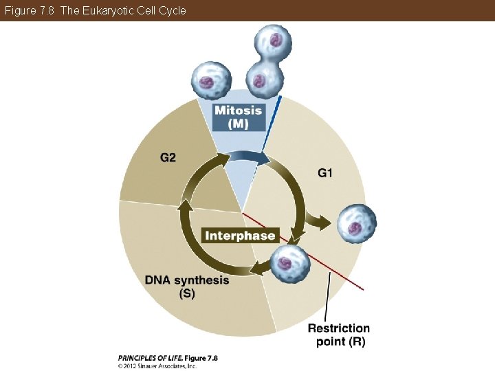 Figure 7. 8 The Eukaryotic Cell Cycle 