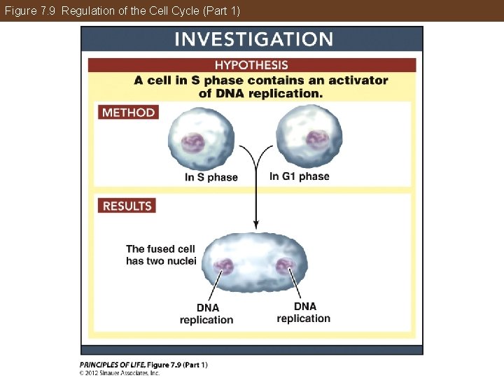 Figure 7. 9 Regulation of the Cell Cycle (Part 1) 