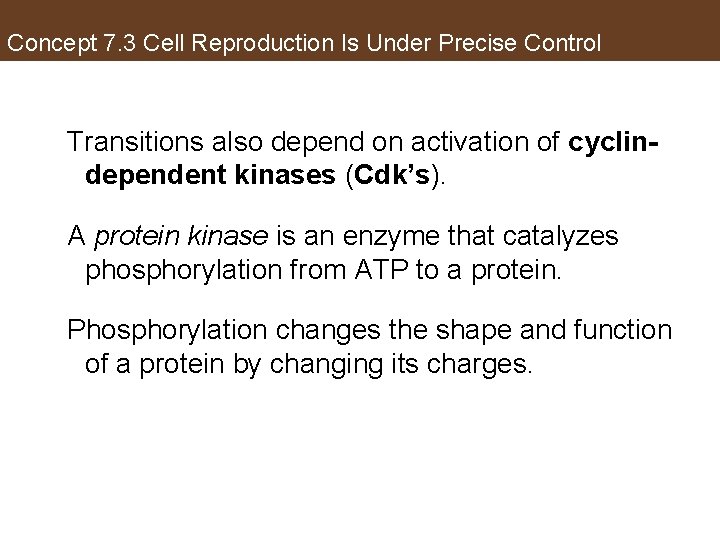 Concept 7. 3 Cell Reproduction Is Under Precise Control Transitions also depend on activation