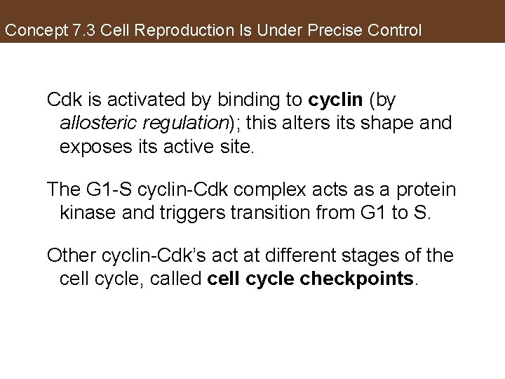 Concept 7. 3 Cell Reproduction Is Under Precise Control Cdk is activated by binding