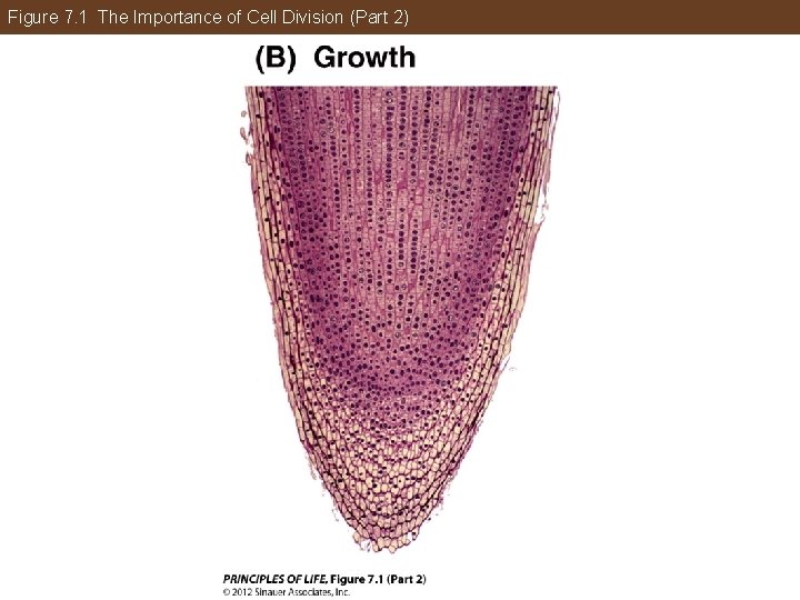 Figure 7. 1 The Importance of Cell Division (Part 2) 