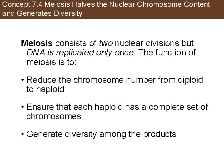 Concept 7. 4 Meiosis Halves the Nuclear Chromosome Content and Generates Diversity Meiosis consists