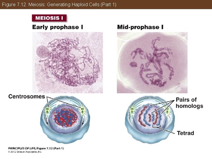 Figure 7. 12 Meiosis: Generating Haploid Cells (Part 1) 