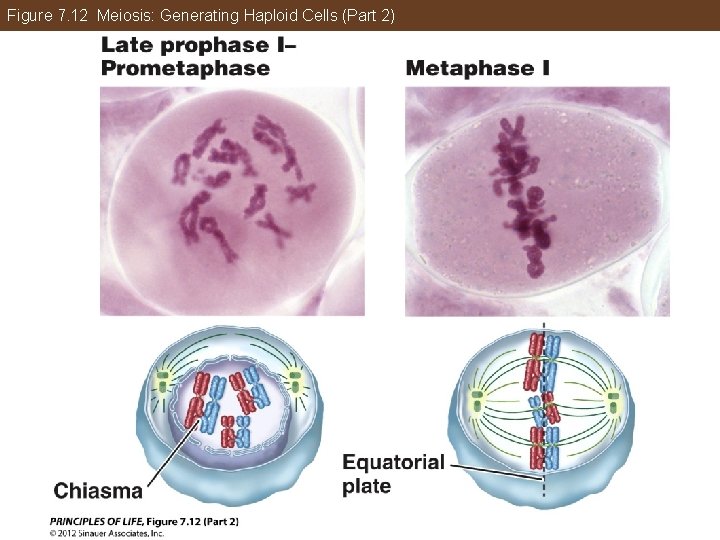 Figure 7. 12 Meiosis: Generating Haploid Cells (Part 2) 