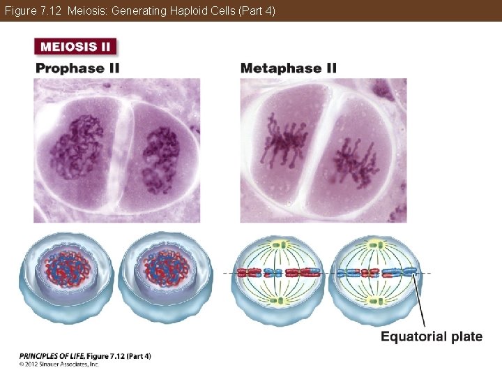 Figure 7. 12 Meiosis: Generating Haploid Cells (Part 4) 