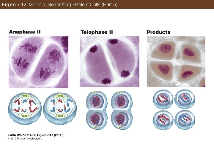 Figure 7. 12 Meiosis: Generating Haploid Cells (Part 5) 