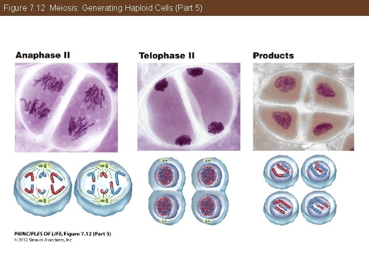 Figure 7. 12 Meiosis: Generating Haploid Cells (Part 5) 