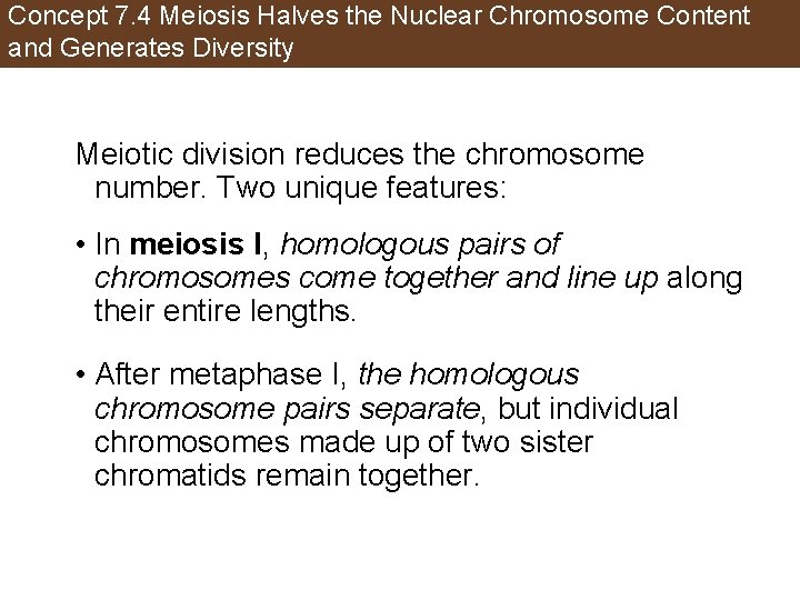 Concept 7. 4 Meiosis Halves the Nuclear Chromosome Content and Generates Diversity Meiotic division