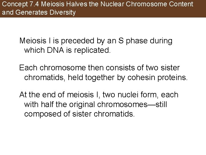 Concept 7. 4 Meiosis Halves the Nuclear Chromosome Content and Generates Diversity Meiosis I