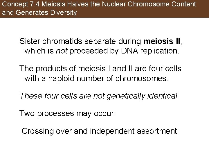 Concept 7. 4 Meiosis Halves the Nuclear Chromosome Content and Generates Diversity Sister chromatids