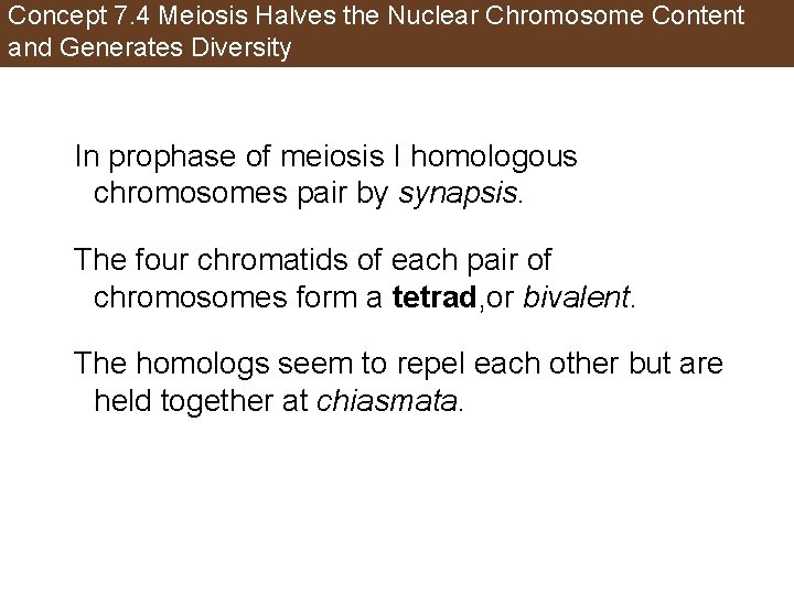 Concept 7. 4 Meiosis Halves the Nuclear Chromosome Content and Generates Diversity In prophase