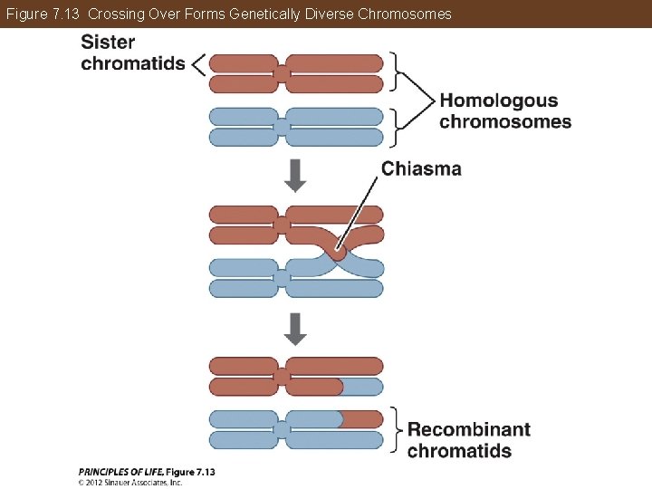 Figure 7. 13 Crossing Over Forms Genetically Diverse Chromosomes 