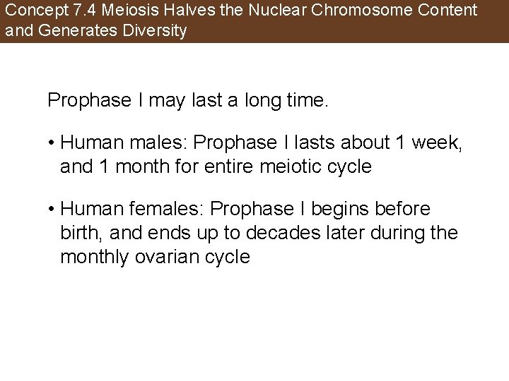 Concept 7. 4 Meiosis Halves the Nuclear Chromosome Content and Generates Diversity Prophase I