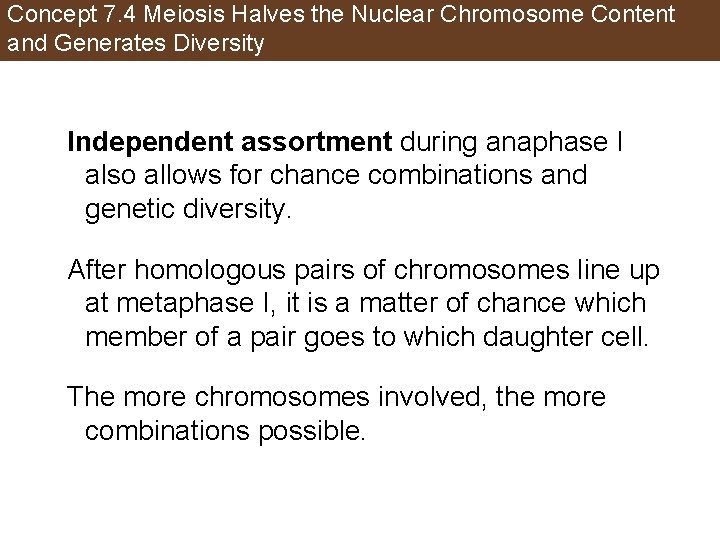 Concept 7. 4 Meiosis Halves the Nuclear Chromosome Content and Generates Diversity Independent assortment