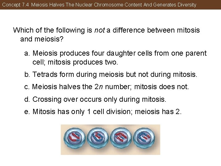 Concept 7. 4 Meiosis Halves The Nuclear Chromosome Content And Generates Diversity Which of