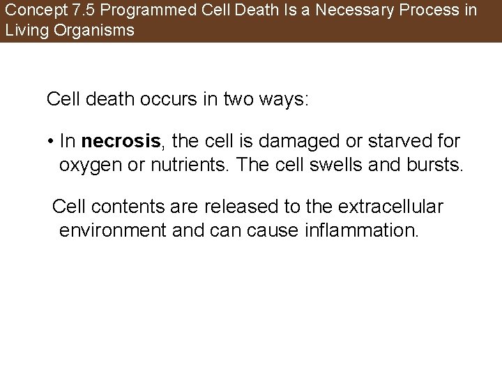 Concept 7. 5 Programmed Cell Death Is a Necessary Process in Living Organisms Cell